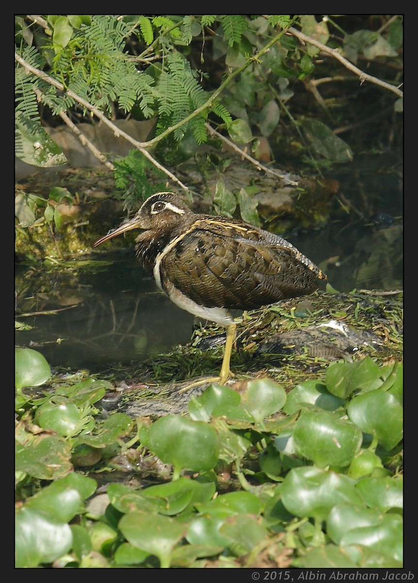 Greater Painted-Snipe - Albin Jacob