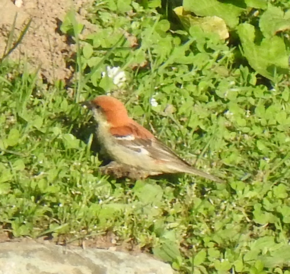 Russet Sparrow - ML223130011