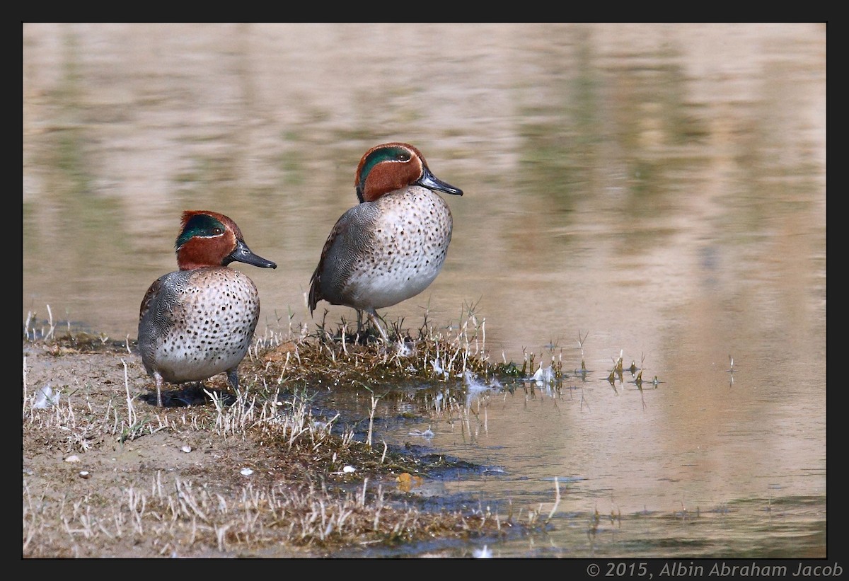 Green-winged Teal - ML22313161