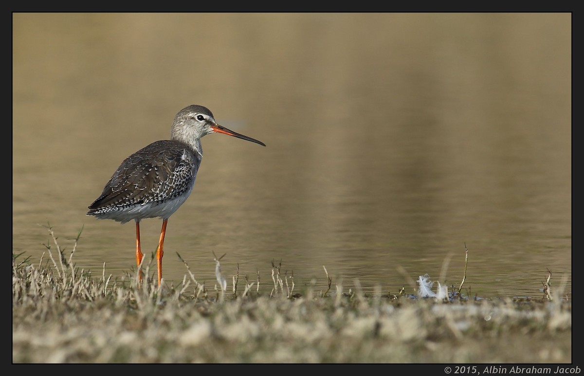 Spotted Redshank - ML22313171