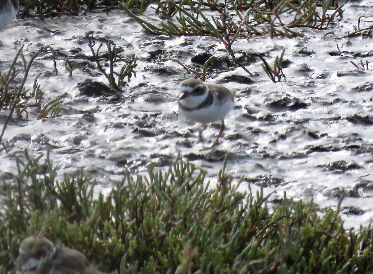 Semipalmated Plover - ML223134571