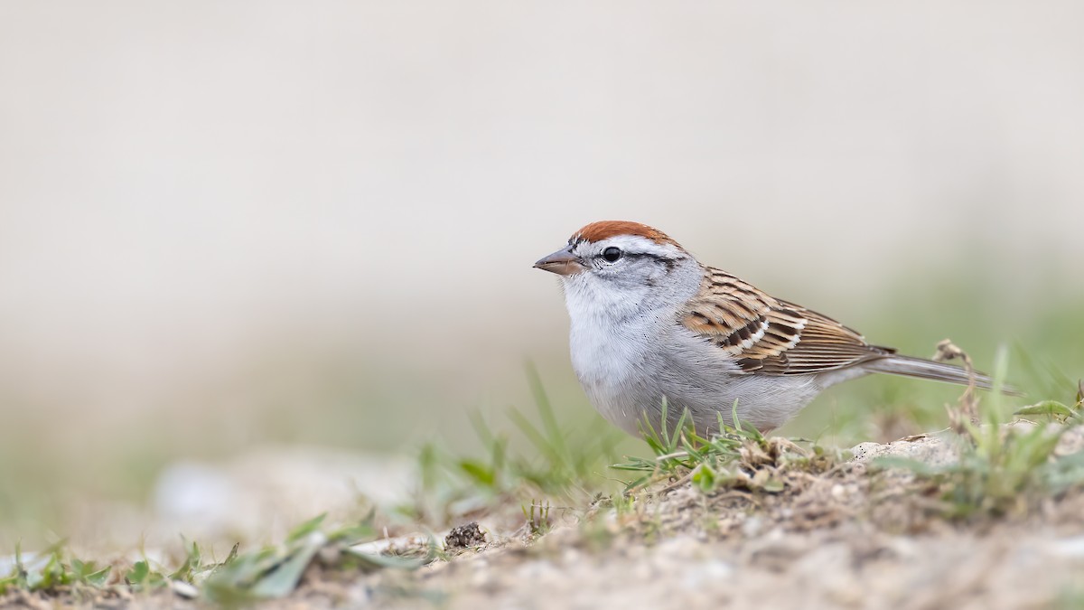 Chipping Sparrow - ML223136581