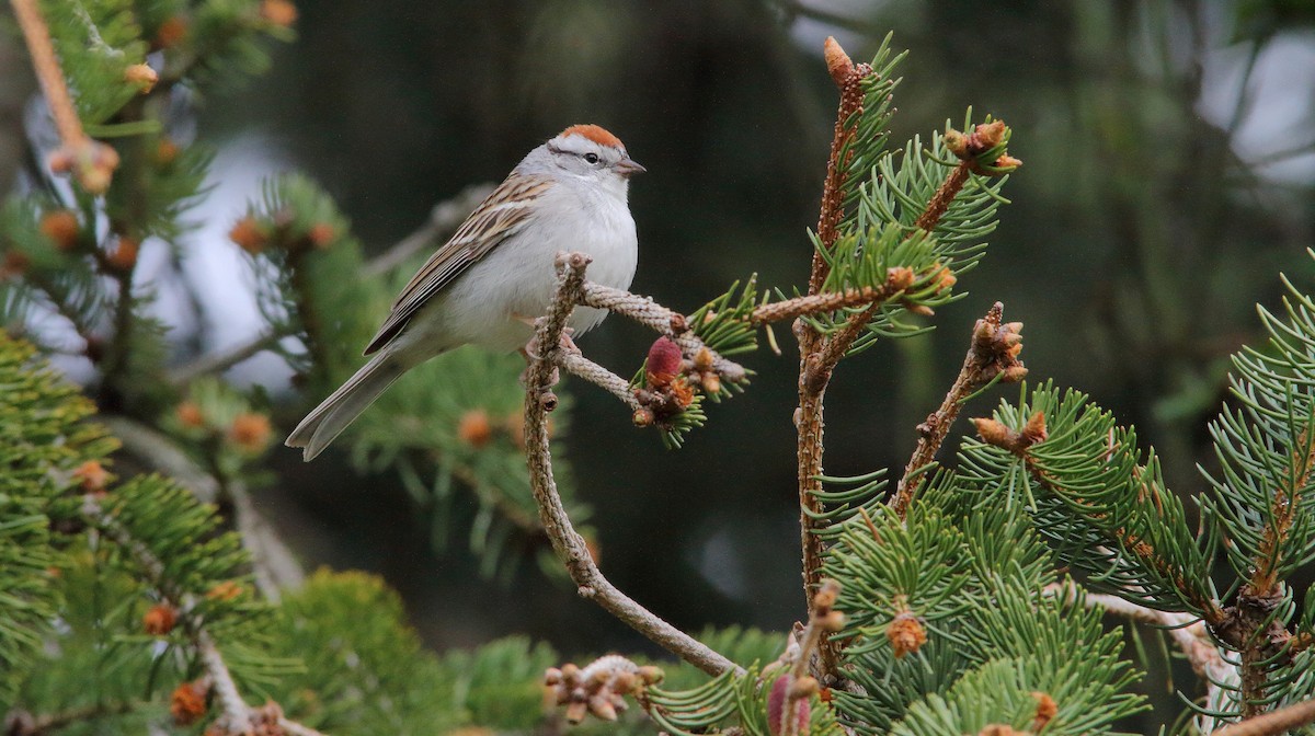 Chipping Sparrow - Nathan Tea