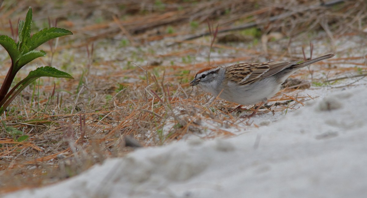 Chipping Sparrow - ML223137631