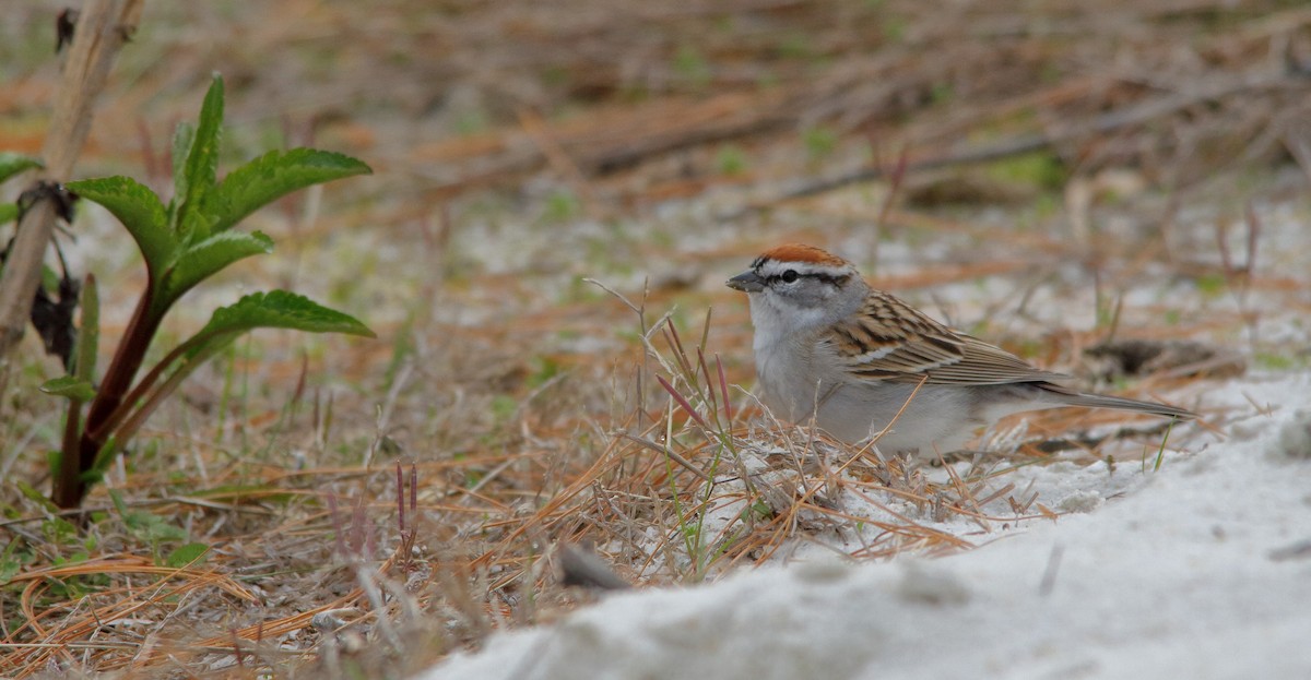 Chipping Sparrow - ML223137641