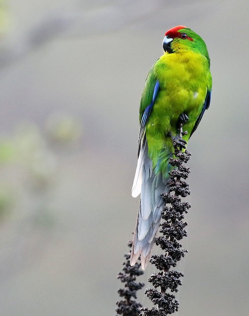 ニューカレドニアハシインコ - eBird