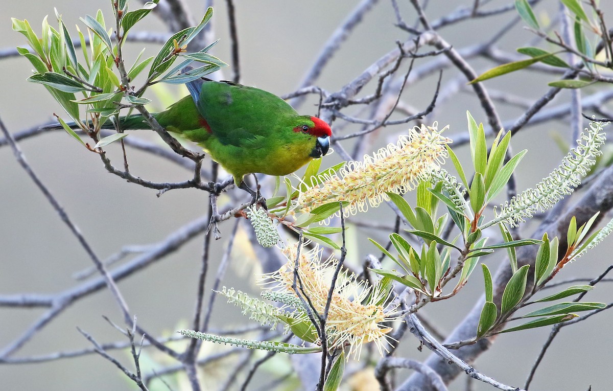 New Caledonian Parakeet - Andrew Spencer