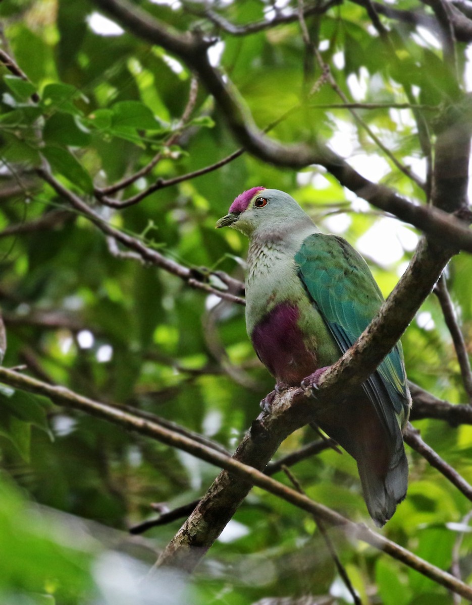 Red-bellied Fruit-Dove - ML22313891