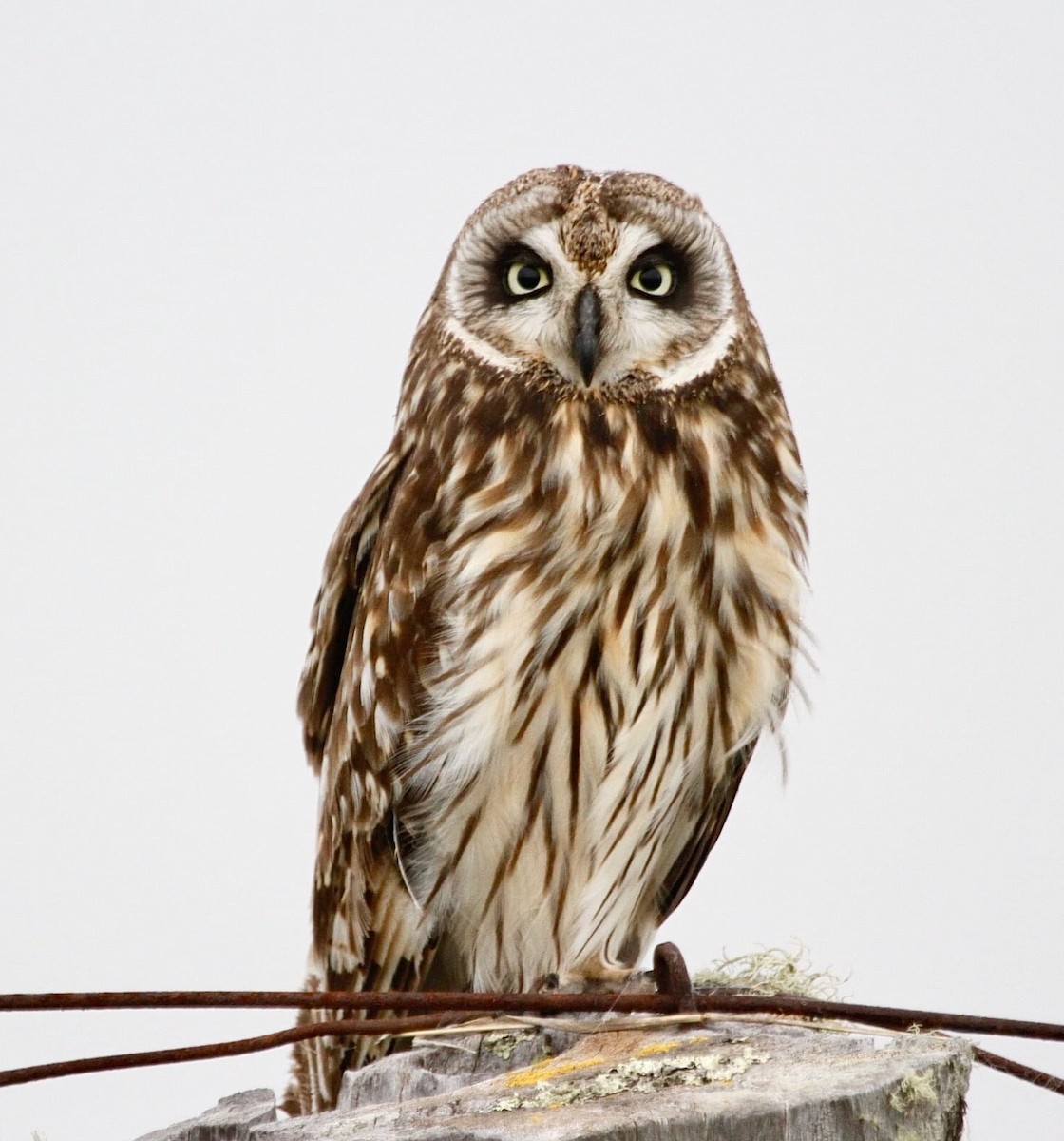 Short-eared Owl - Sherman  Wing