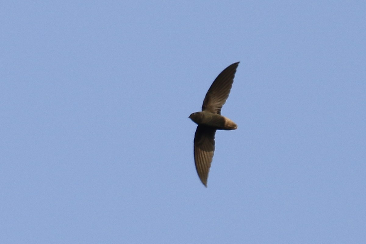 Short-tailed Swift - Cameron Eckert
