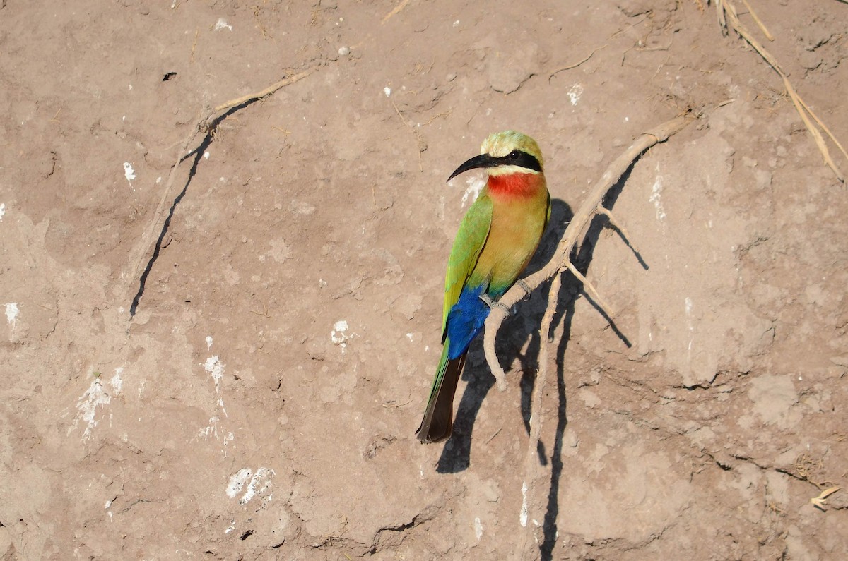 White-fronted Bee-eater - ML223143701