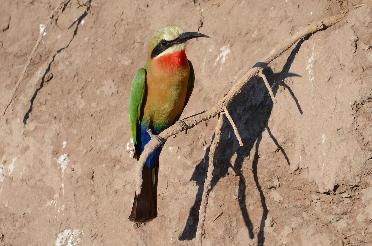 White-fronted Bee-eater - ML223143851
