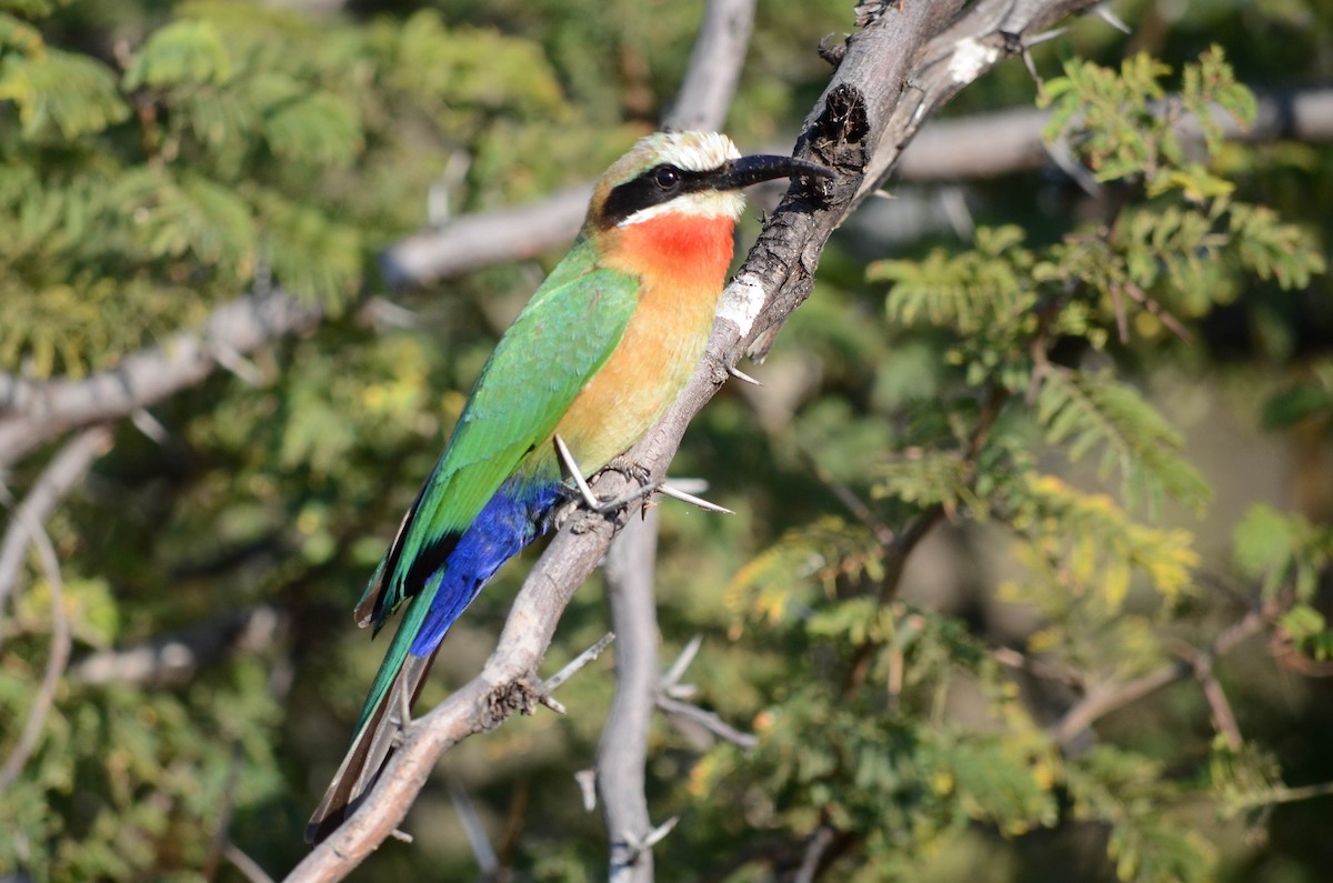 White-fronted Bee-eater - ML223143911