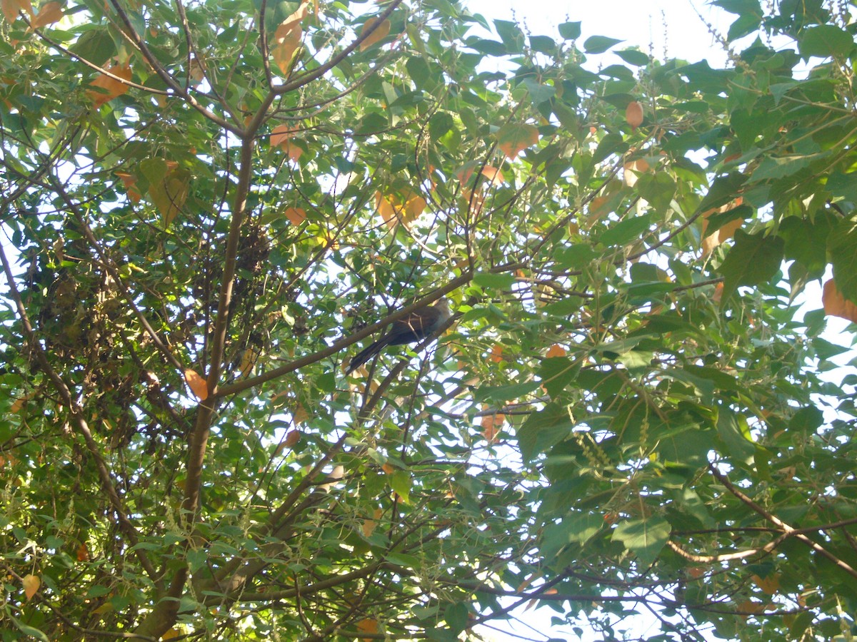 Squirrel Cuckoo - ML223144871
