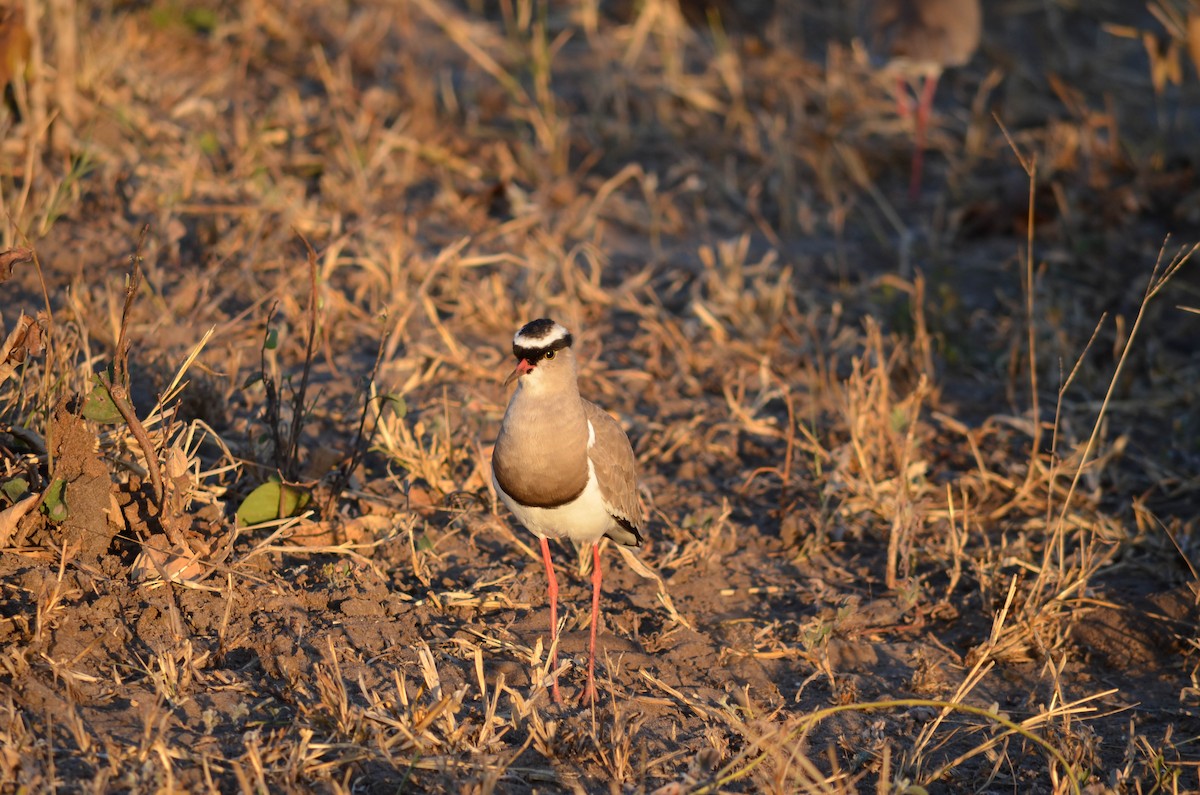 Crowned Lapwing - Terence Alexander