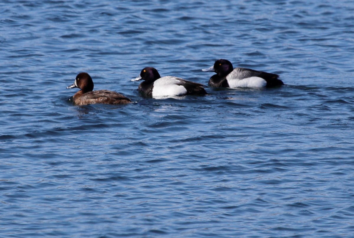 Greater Scaup - ML223150141
