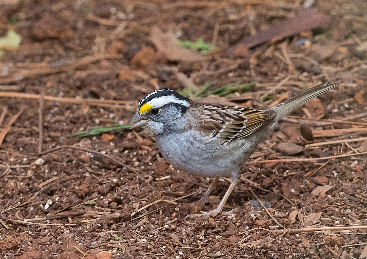 White-throated Sparrow - ML223152281