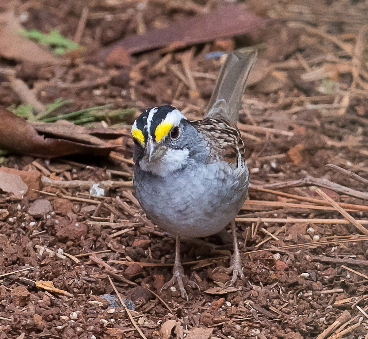 White-throated Sparrow - ML223152301