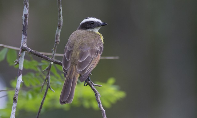 Bentevizinho De Asa Ferruginea Ebird