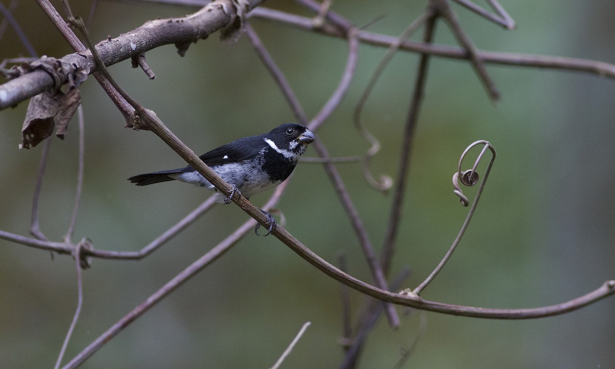 Variable Seedeater - ML223152721