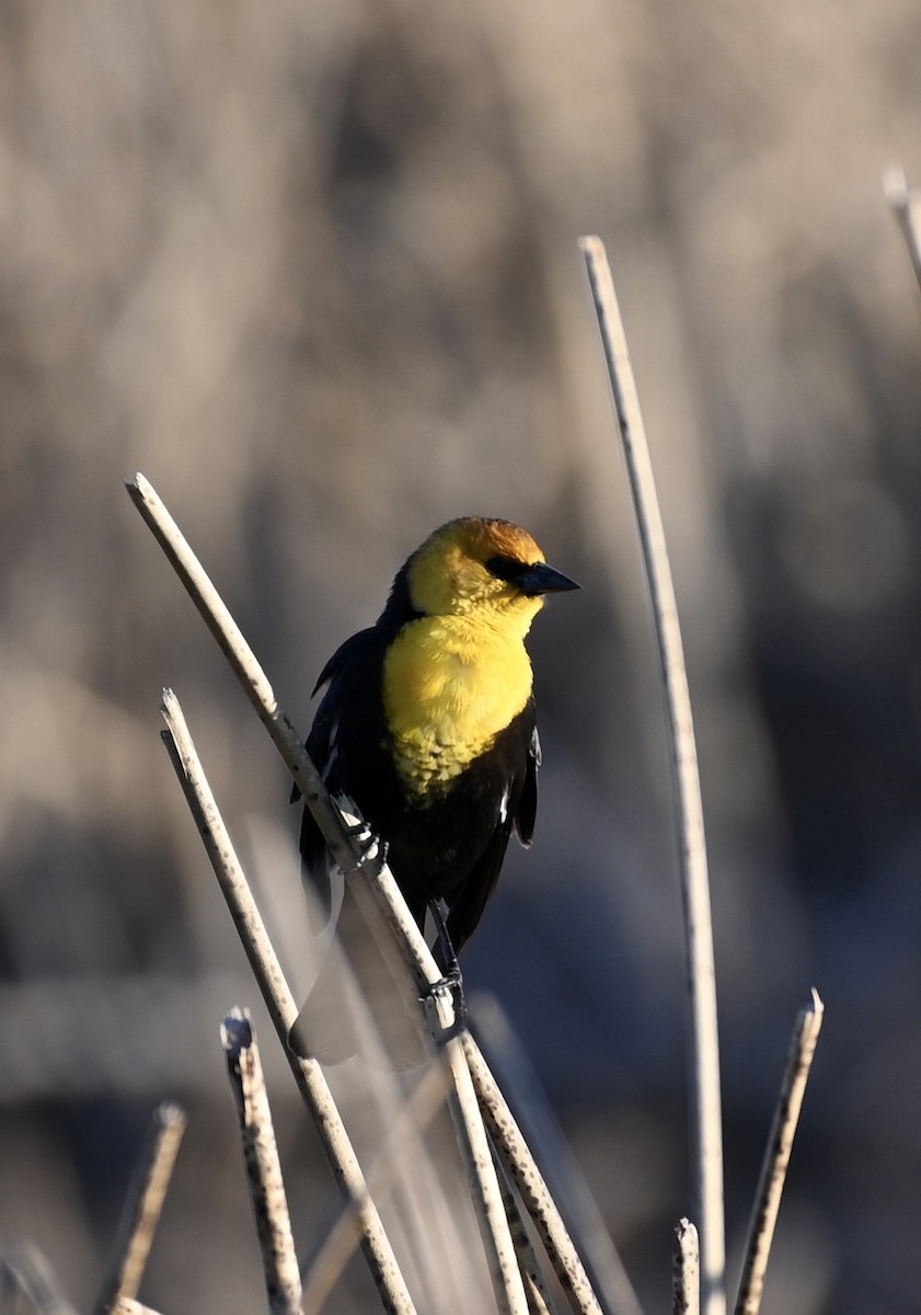 Yellow-headed Blackbird - ML223155181