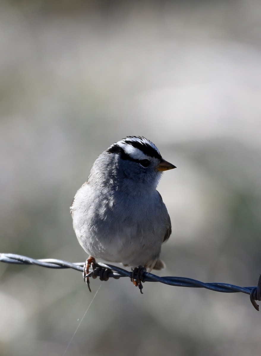 White-crowned Sparrow - ML223155241