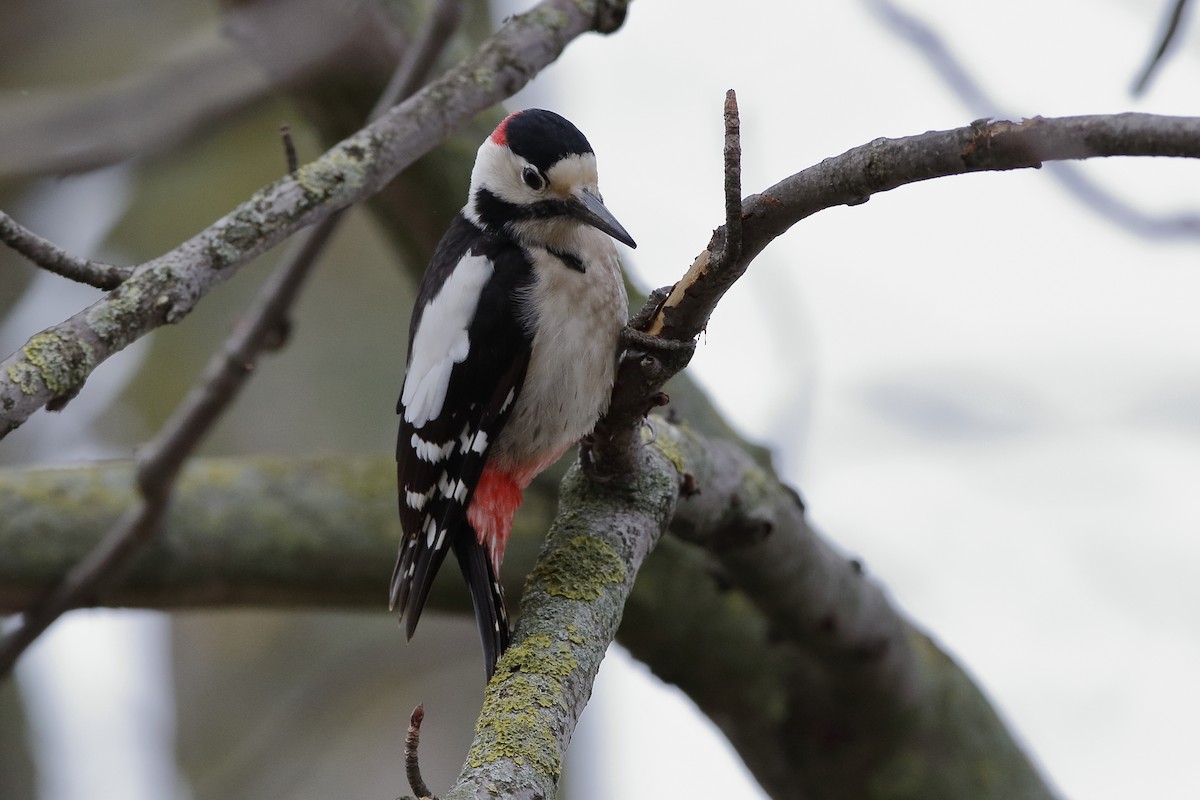 Syrian Woodpecker - ML223155931