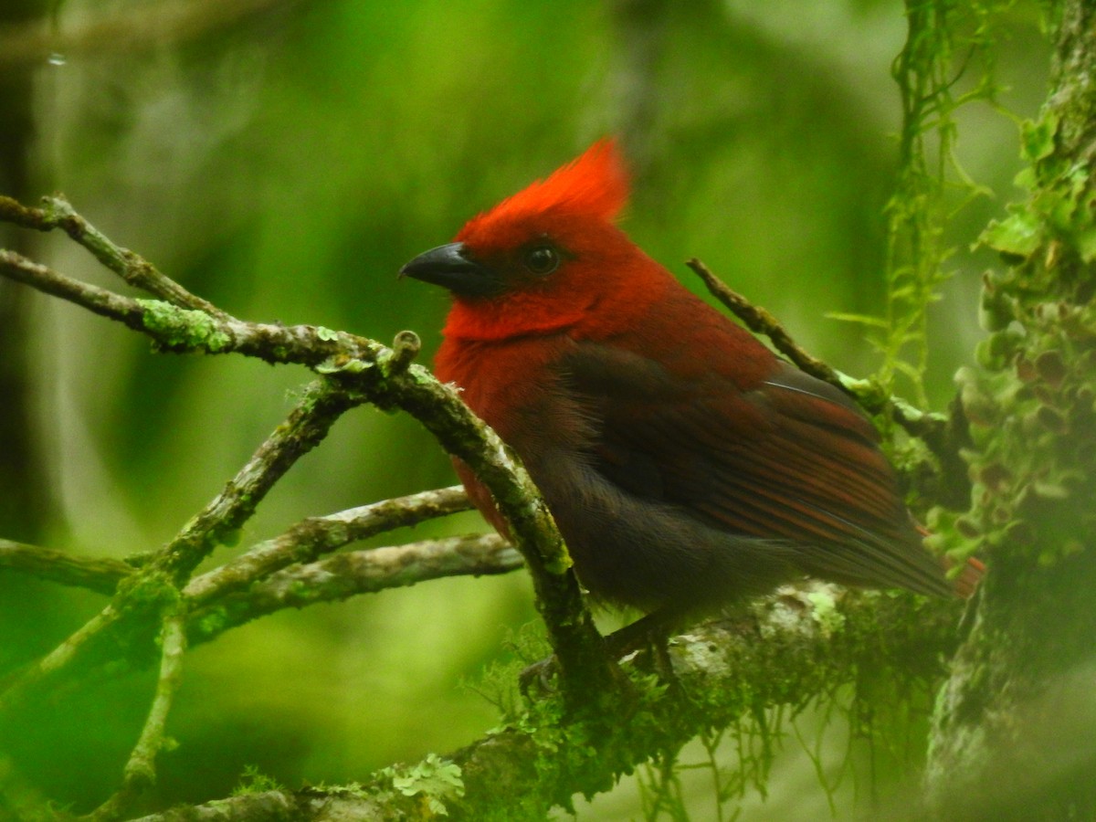 Crested Ant-Tanager - ML223158951