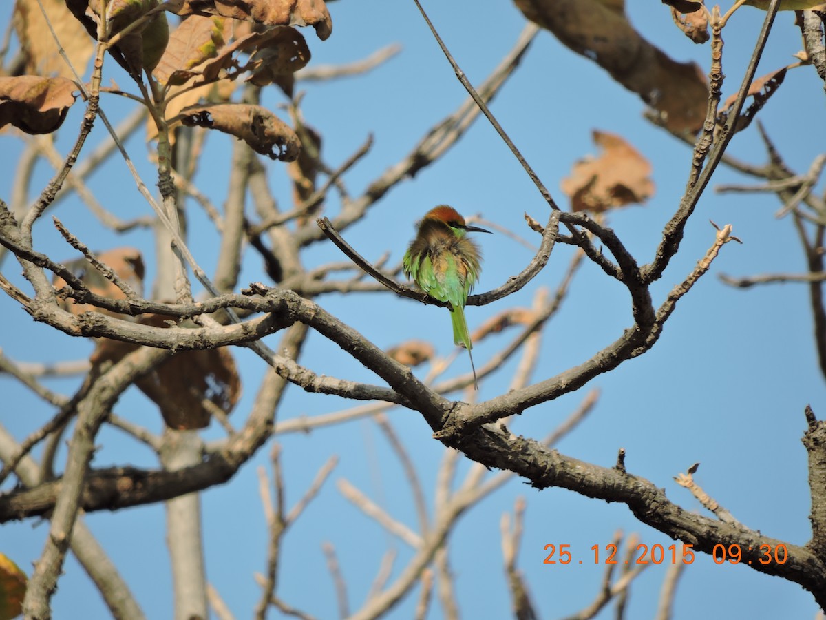 Asian Green Bee-eater - Anil Subramaniam