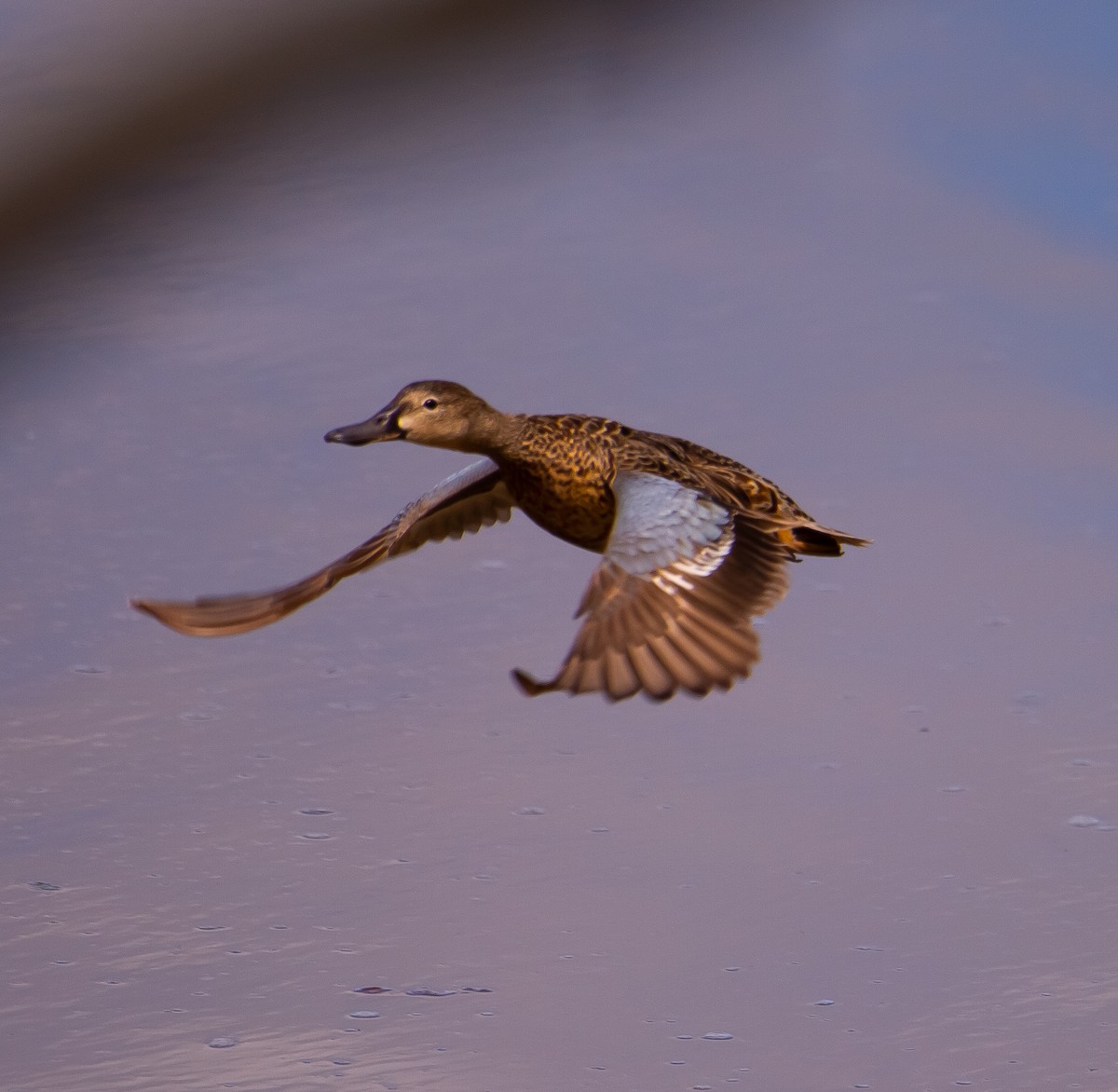 Blue-winged Teal - Betsy Mooney