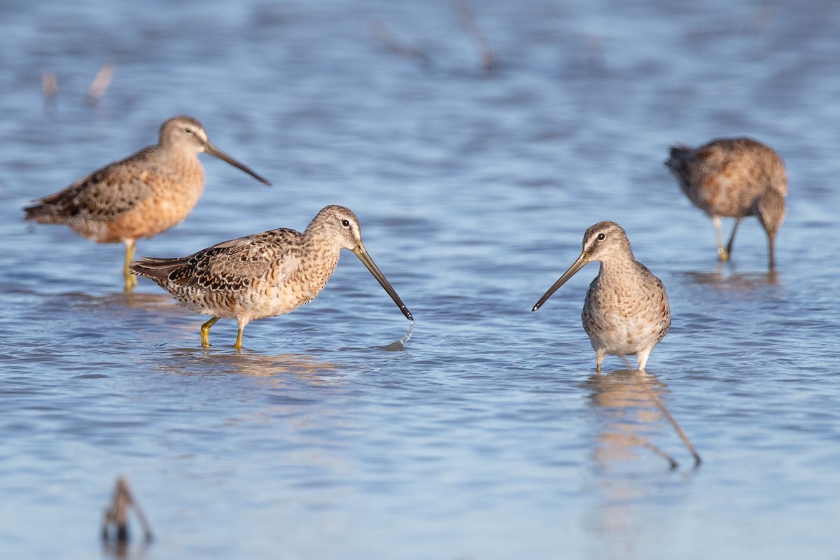 Long-billed Dowitcher - ML223161561