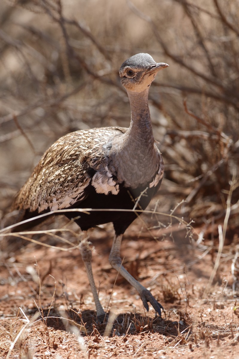 Red-crested Bustard - ML223165151