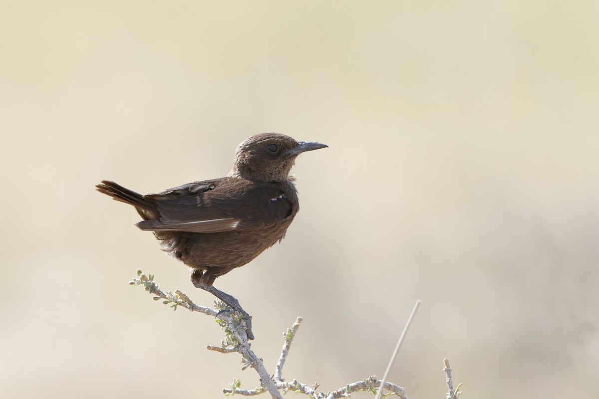 Southern Anteater-Chat - ML223167131