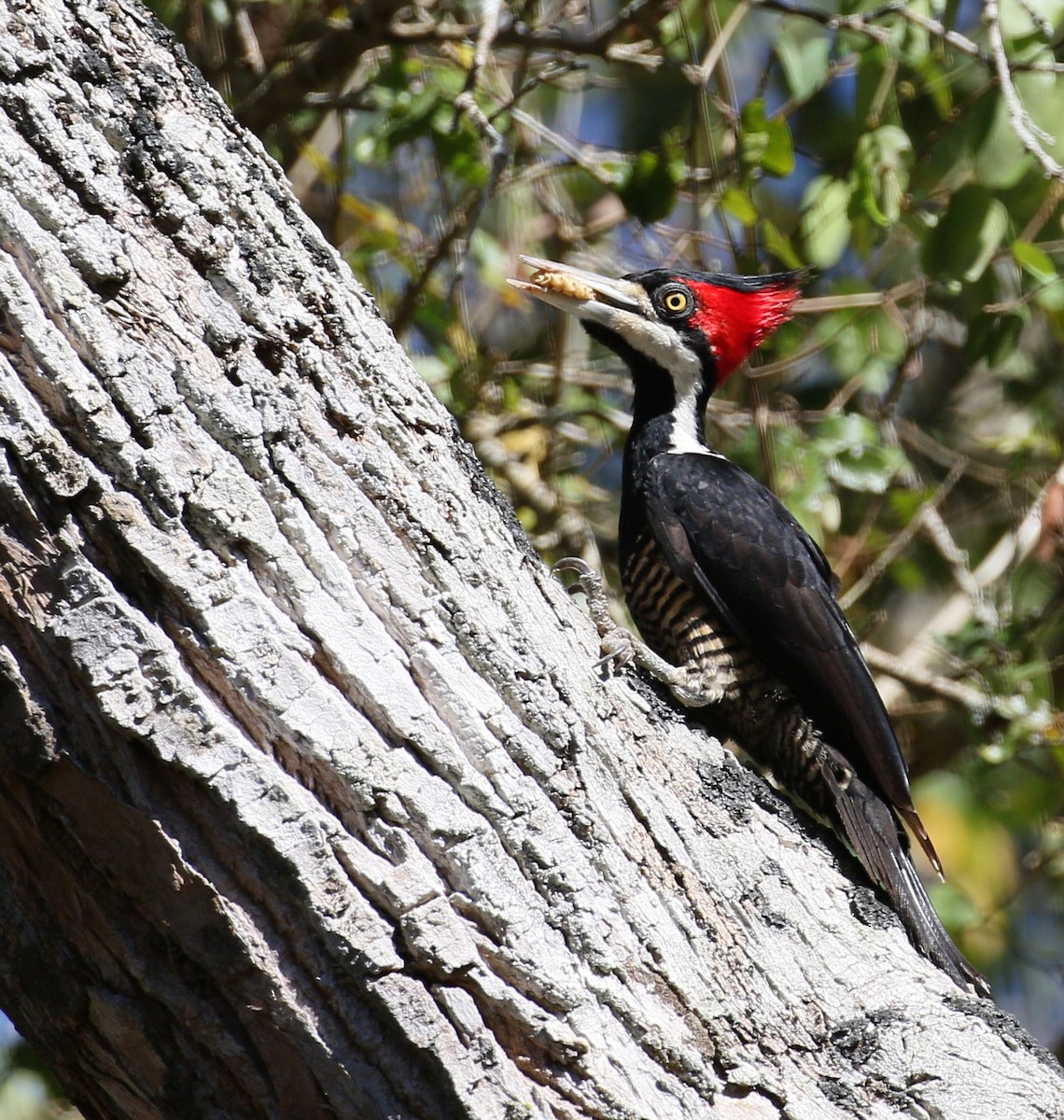Crimson-crested Woodpecker - simon walkley