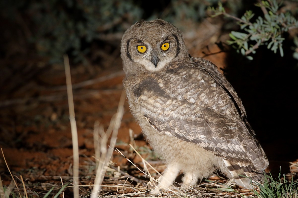 Spotted Eagle-Owl - Holger Teichmann
