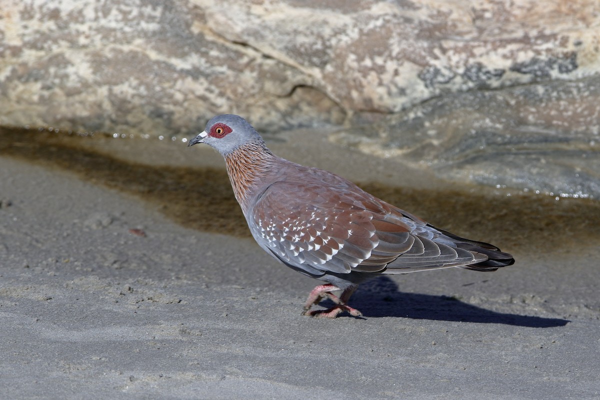 Speckled Pigeon - ML223170131