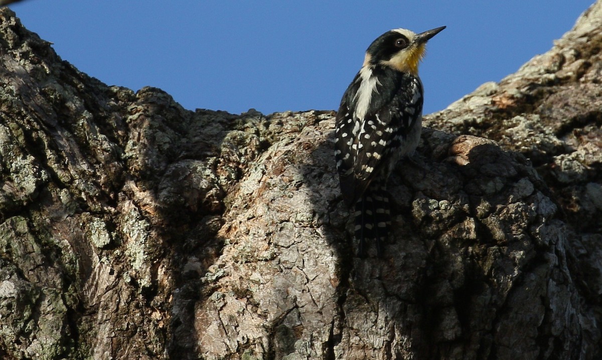 White-fronted Woodpecker - ML223171081