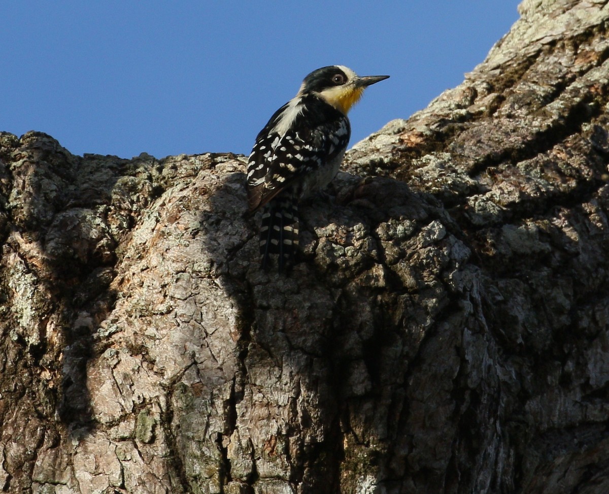 White-fronted Woodpecker - ML223171091