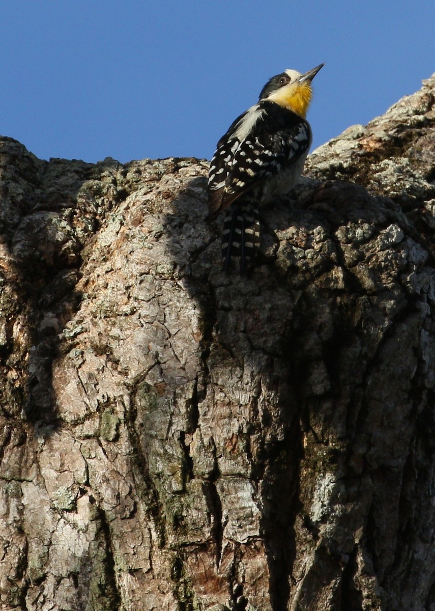 White-fronted Woodpecker - ML223171101