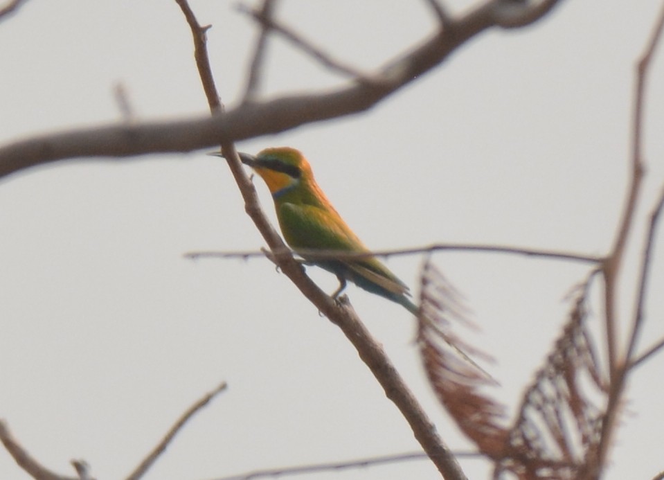 Swallow-tailed Bee-eater - ML223171321