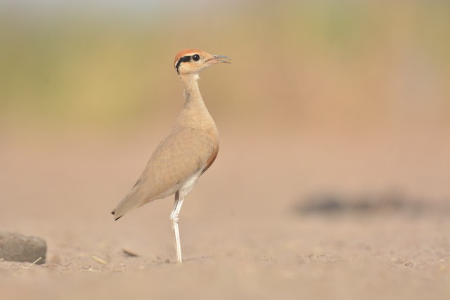 Lateral view (subspecies <em class="SciName notranslate">temminckii</em>). - Temminck's Courser - 