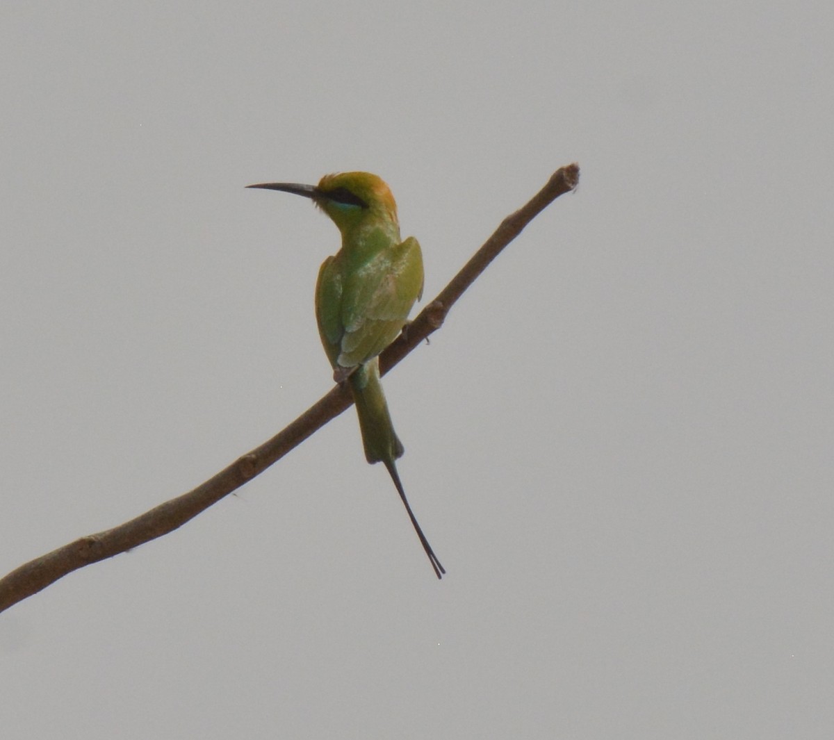 African Green Bee-eater - Frank Spooner