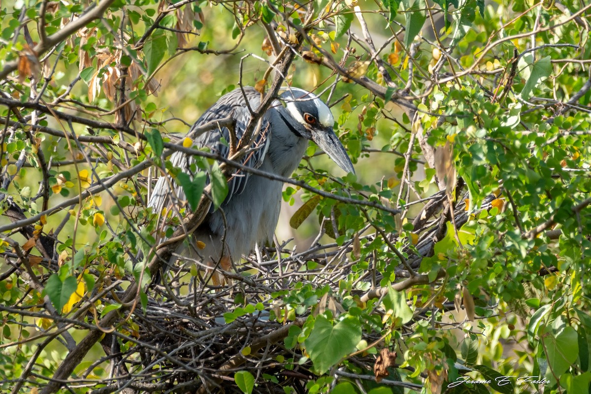 Yellow-crowned Night Heron - Jerome Foster