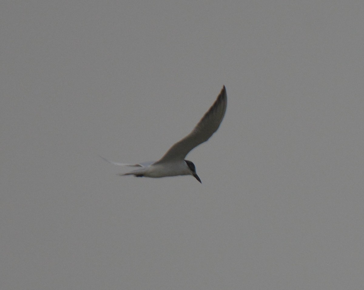 Gull-billed Tern - Frank Spooner