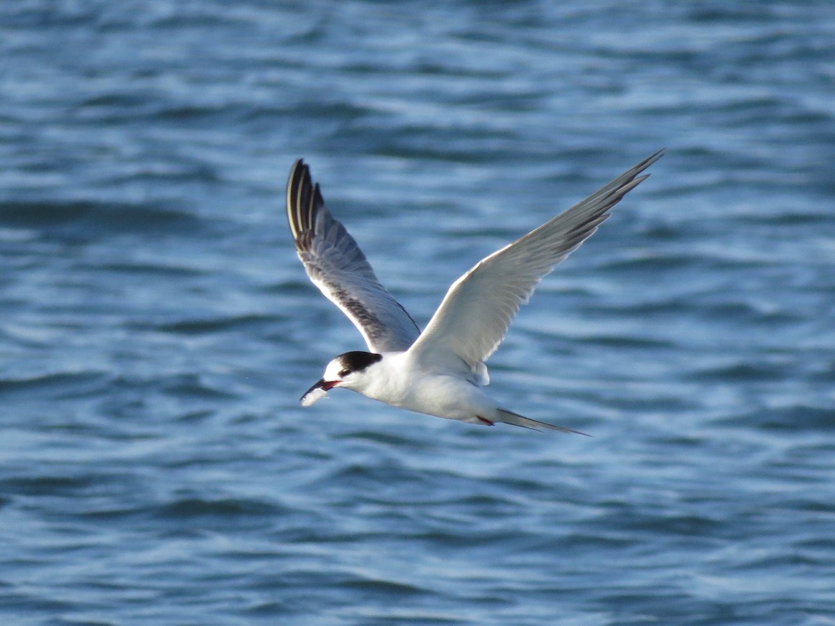 Common Tern - John van Dort