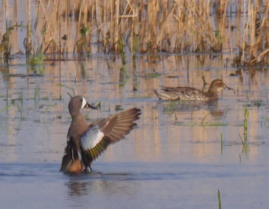 Blue-winged Teal - ML223175301