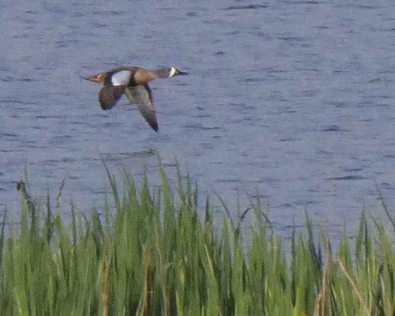 Blue-winged Teal - ML223175311