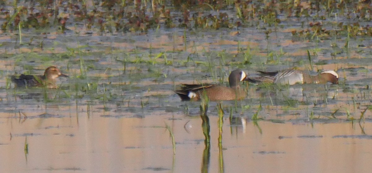 Blue-winged Teal - ML223175321