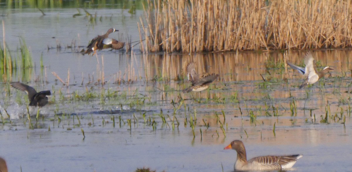 Blue-winged Teal - ML223175331