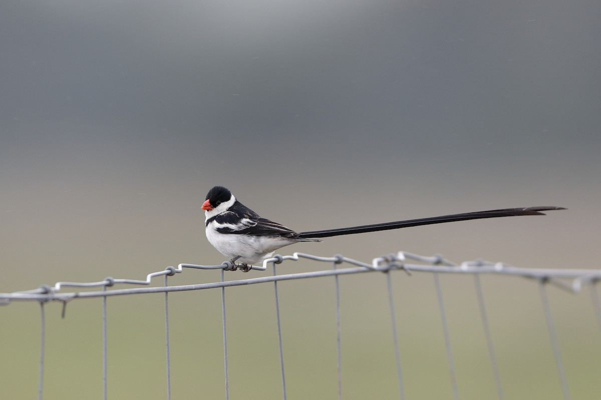 Pin-tailed Whydah - ML223176041
